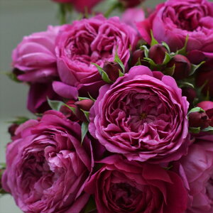 \̔ o c o Vc ͖{o Jgi[W io^o蒆 lG炫 KN ΂    has 4{ȍ~