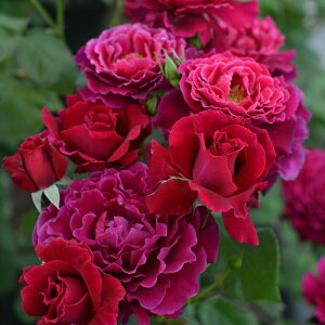 \̔ o c o Vc ͖{o R[k [W io^o蒆 lG炫 KN ΂   has 4{ȍ~