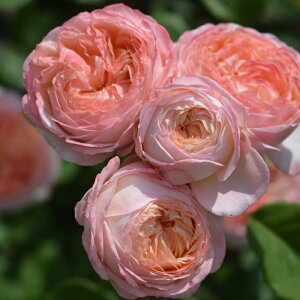 \̔ o c o Vc ͖{o RtB`[ io^o蒆 lG炫 KN ΂  sN has 4{ȍ~