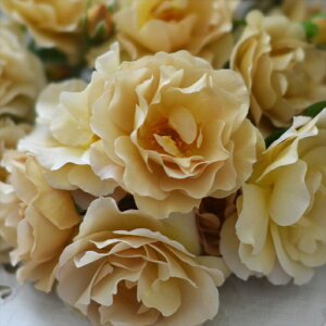 \̔ o c o Vc ͖{o  ubV io^o蒆 JԂ炫 KN ΂  F has 4{ȍ~