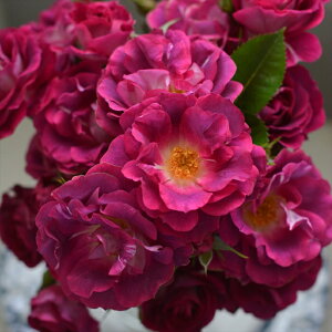 \̔ o c o Vc ͖{o ob^ io^o蒆 lG炫 KN ΂   has 4{ȍ~