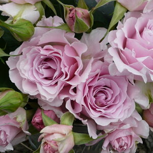 \̔ o c o Vc ͖{o  }G o^i lG炫 KN ΂  sN has 4{ȍ~