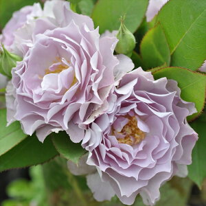 \̔ o c o Vc ͖{o  o^i lG炫 KN ΂   sN has 4{ȍ~