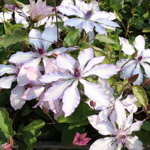 \̔ N}`X c AtfB[eii~[ io^o蒆 CeOtHAn ̃N}`X 2Nc 10.5cm|bg ochi 3{ȍ~