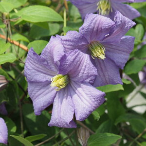 \̔ N}`X c vX`[Y x炫֌n ̃N}`X 2Nc 10.5cm|bg ochi 3{ȍ~