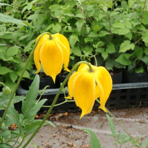 \̔ N}`X c vgp[N ^O`Jn ̃N}`X 2Nc 10.5cm|bg ochi 3{ȍ~