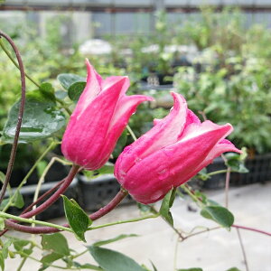 予約販売 クレマチス 苗 ハッピーダイアナ テキセンシス系 落合さんのクレマチス 2年生苗 10.5cmポット ochi 3月上旬以降発送