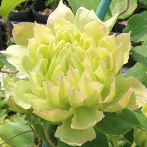 \̔ N}`X c ̖Y peXn ̃N}`X 2Nc 10.5cm|bg ochi 3{ȍ~