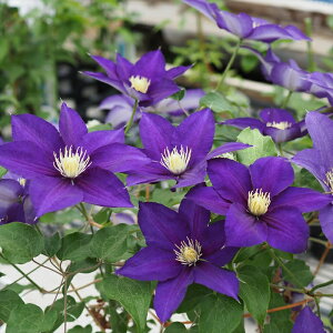 \̔ N}`X c ƕ peXn ̃N}`X 2Nc 10.5cm|bg ochi 3{ȍ~