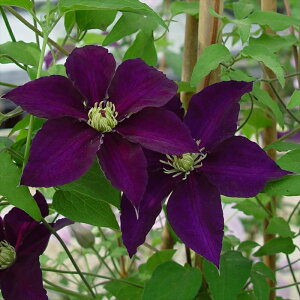 予約販売 クレマチス 苗 ダンシングスター ビチセラ系 落合さんのクレマチス 2年生苗 10.5cmポット ochi 3月上旬以降発送