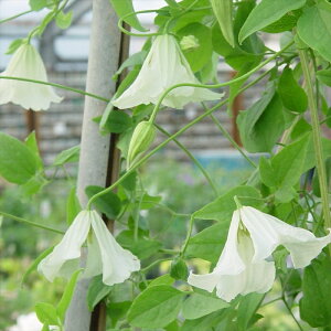 \̔ N}`X c z[Qr[zCg r`Zn ̃N}`X 2Nc 10.5cm|bg ochi 3{ȍ~