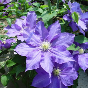 \̔ N}`X c HFO kMm[Tn ̃N}`X 2Nc 10.5cm|bg ochi 3{ȍ~