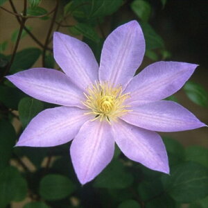 \̔ N}`X c G t_n ̃N}`X 2Nc 10.5cm|bg ochi 3{ȍ~