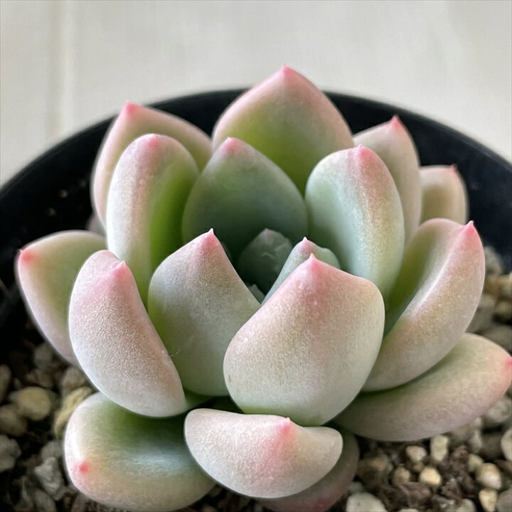 楽天市場】多肉植物 skエケベリア マチルダ 多肉植物 エケベリア 7.5cm 