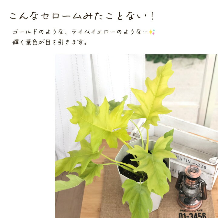 楽天市場】観葉植物 フィロデンドロン セローム ゴールドリーフ 6号鉢 