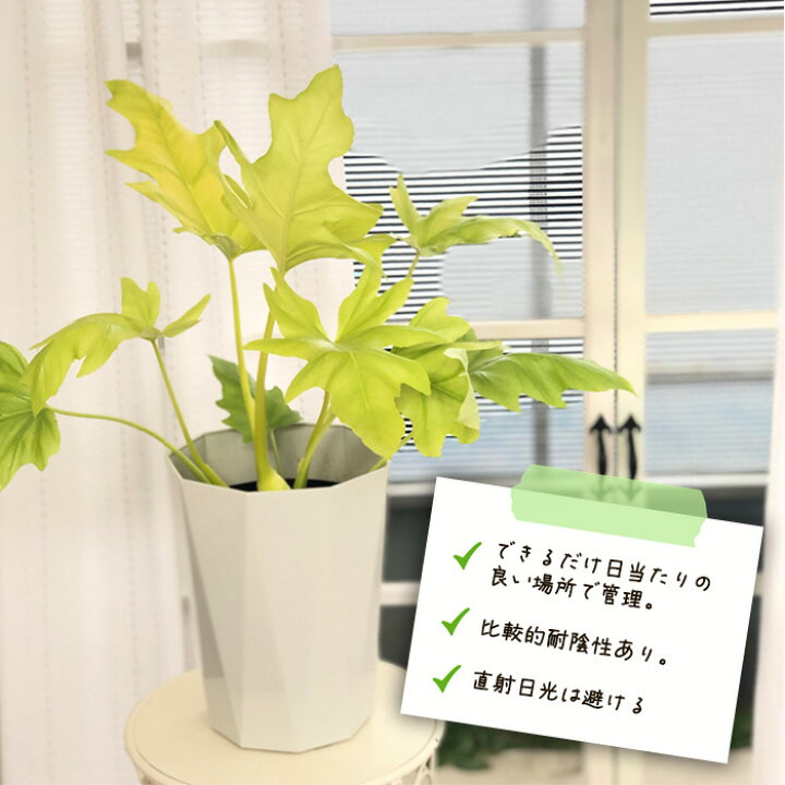 楽天市場】観葉植物 フィロデンドロン セローム ゴールドリーフ 6号鉢 