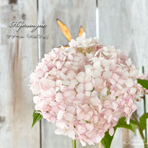 \̔ AWTC Aix ptF 10.5cm|bg o^i nChWA c ԕc c  z krt 10{ȍ~