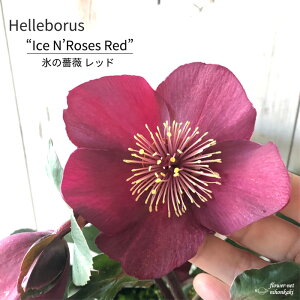 予約販売 クリスマスローズ 氷の薔薇 レッド 5号鉢 送料無料 開花株 inh 12月中旬以降発送