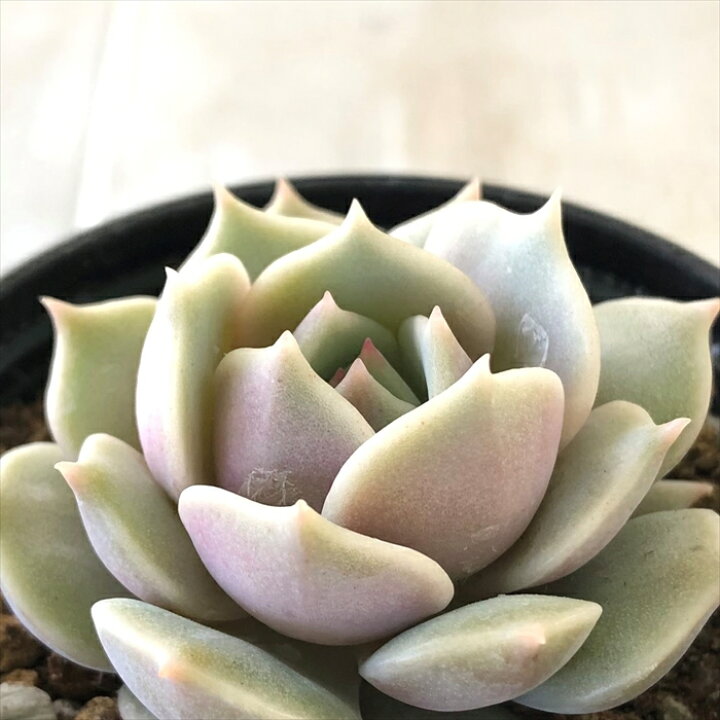 楽天市場 多肉植物 Hmエケベリア ローラ 多肉植物 エケベリア 6cmポット フラワーネット 日本花キ流通