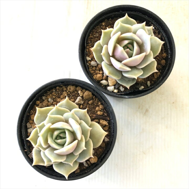 楽天市場 多肉植物 Hmエケベリア ローラ 多肉植物 エケベリア 6cmポット フラワーネット 日本花キ流通