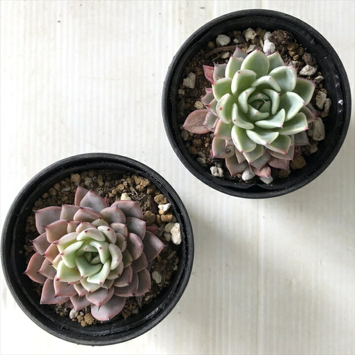 楽天市場 多肉植物 Hmエケベリア ギルバのバラ 多肉植物 エケベリア 6cmポット フラワーネット 日本花キ流通