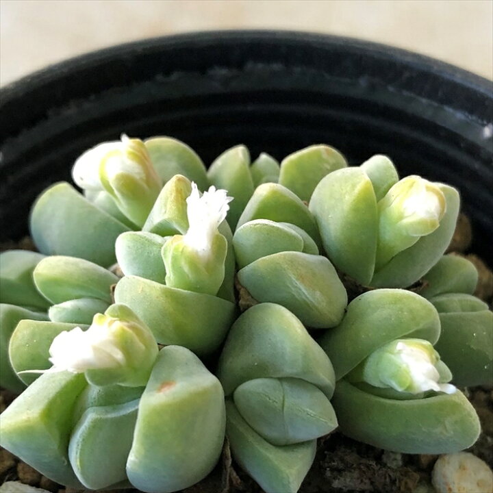 楽天市場 多肉植物 Hmギバエウム 白花無比玉 多肉植物 ギバエウム 6cmポット フラワーネット 日本花キ流通