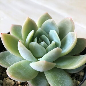 A skGPxA S[XgoX^[ A GPxA 7.5cm|bg