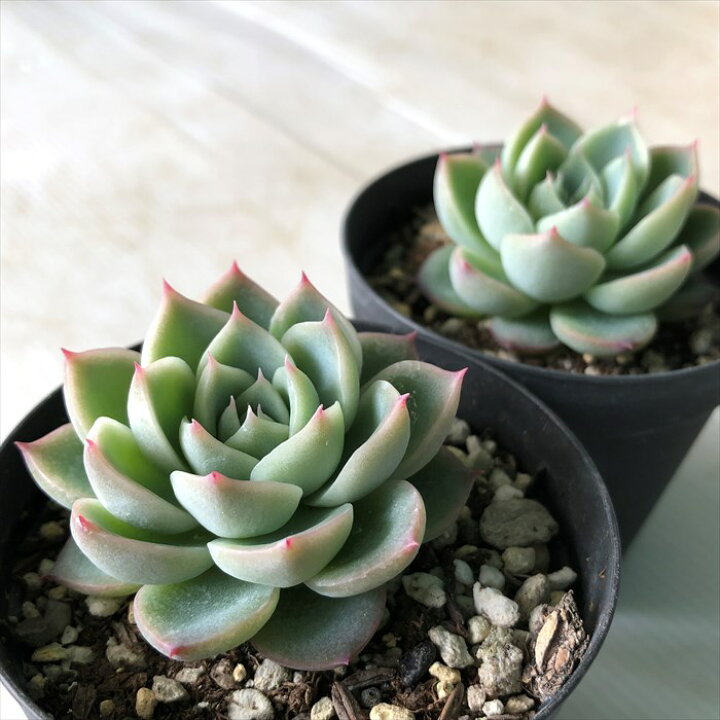 楽天市場 多肉植物 Skエケベリア ピンククリスタル 多肉植物 エケベリア 7 5cmポット フラワーネット 日本花キ流通