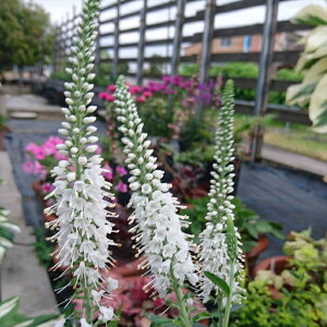 \̔ xjJ c MtHA zCg 12cm|bg 劔 N K[fjO ԕc hc hos 11{ȍ~