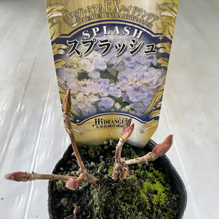 楽天市場 アジサイ スプラッシュ 3 5号ポット 開花見込苗 ハイドランジア アジサイ 紫陽花 あじさい フラワーネット 日本花キ流通
