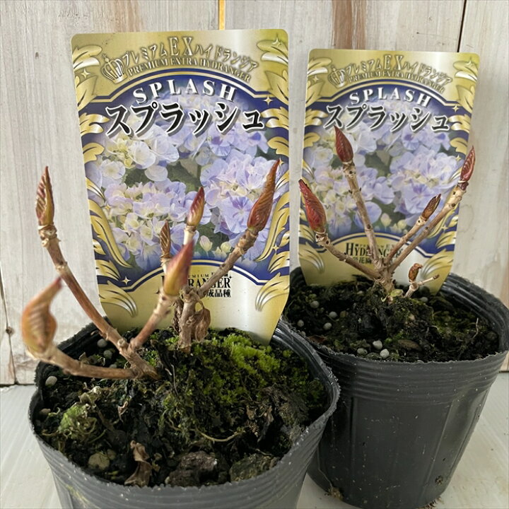 楽天市場 アジサイ スプラッシュ 3 5号ポット 開花見込苗 ハイドランジア アジサイ 紫陽花 あじさい フラワーネット 日本花キ流通