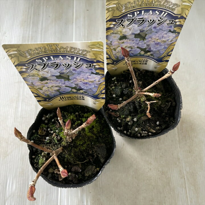 楽天市場 アジサイ スプラッシュ 3 5号ポット 開花見込苗 ハイドランジア アジサイ 紫陽花 あじさい フラワーネット 日本花キ流通