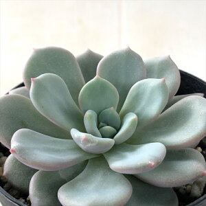 A skGPxA [×AWX`k A GPxA 7.5cm|bg