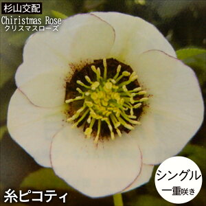 NX}X[Yc VO sReB Rz 9cm|bg h K[fjO sgy