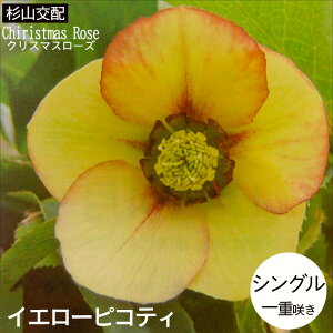 \̔ NX}X[Yc VO CG[sReB Rz 9cm|bg h K[fjO sgy 9{ȍ~