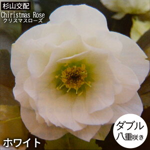 NX}X[Yc _u zCg Rz 9cm|bg h K[fjO sgy