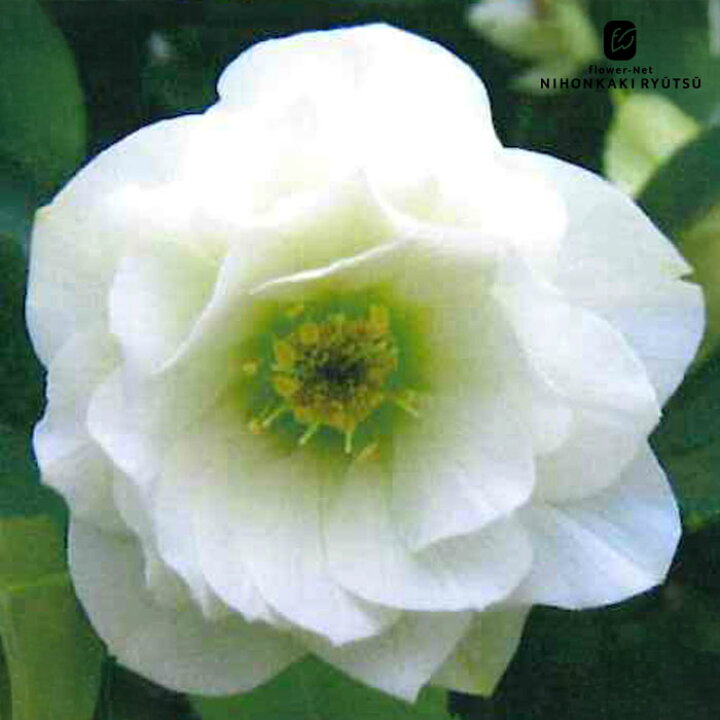楽天市場】予約販売 クリスマスローズ苗 ダブル ホワイト 杉山交配 9cm 多肉植物 ホワイトローズ ② 同梱