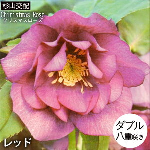 \̔ NX}X[Yc _u bh Rz 9cm|bg h K[fjO sgy 9{ȍ~