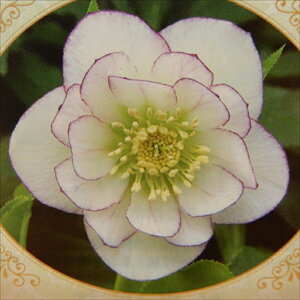 NX}X[Yc _u sReB Rz 9cm|bg h K[fjO sgy