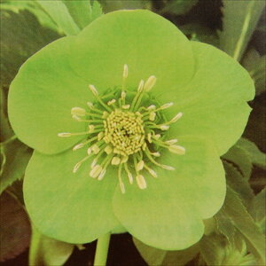 NX}X[Yc JԌ劔 VO O[ Rz 12cm|bg h K[fjO sgy