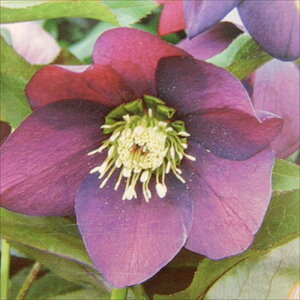 NX}X[Yc JԌ劔 VO p[v Rz 12cm|bg h K[fjO sgy