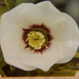 �N���X�}�X���[�Y�c �J�Ԍ����劔 �V���O�� �z���C�g�t���b�V�� ���R��z 12cm�|�b�g �h���� �K�[�f�j���O sgy