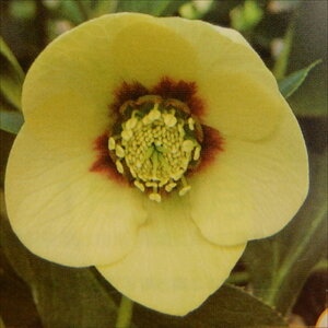 \̔ NX}X[Yc JԌ劔 VO CG[tbV Rz 12cm|bg h K[fjO sgy 9{ȍ~