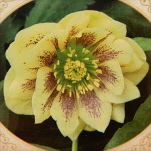 NX}X[Yc JԌ劔 _u CG[ Rz 12cm|bg h K[fjO sgy