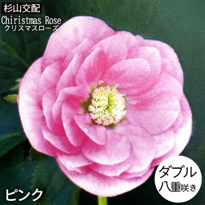 NX}X[Yc JԌ劔 _usN Rz 12cm|bg h K[fjO sgy