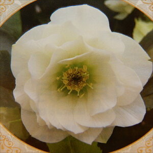 NX}X[Yc JԌ劔 _uzCg Rz 12cm|bg h K[fjO sgy