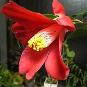 \̔ d炫 S 9cm|bg  ΂ coL  ؂  Ԗ akq 2{ȍ~