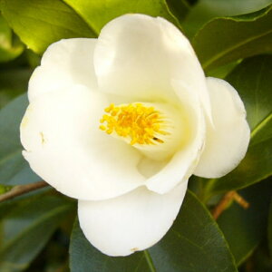 \̔ d炫 x 9cm|bg  ΂ coL  ؂  Ԗ akq 2{ȍ~