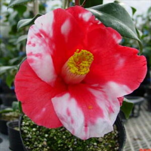 \̔ d炫 `i 9cm|bg  ΂ coL  ؂  Ԗ akq 2{ȍ~