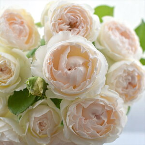 \̔ o c o Vc ͖{o ~G hD tH io^o蒆 JԂ炫 KN ΂  sN has 4{ȍ~